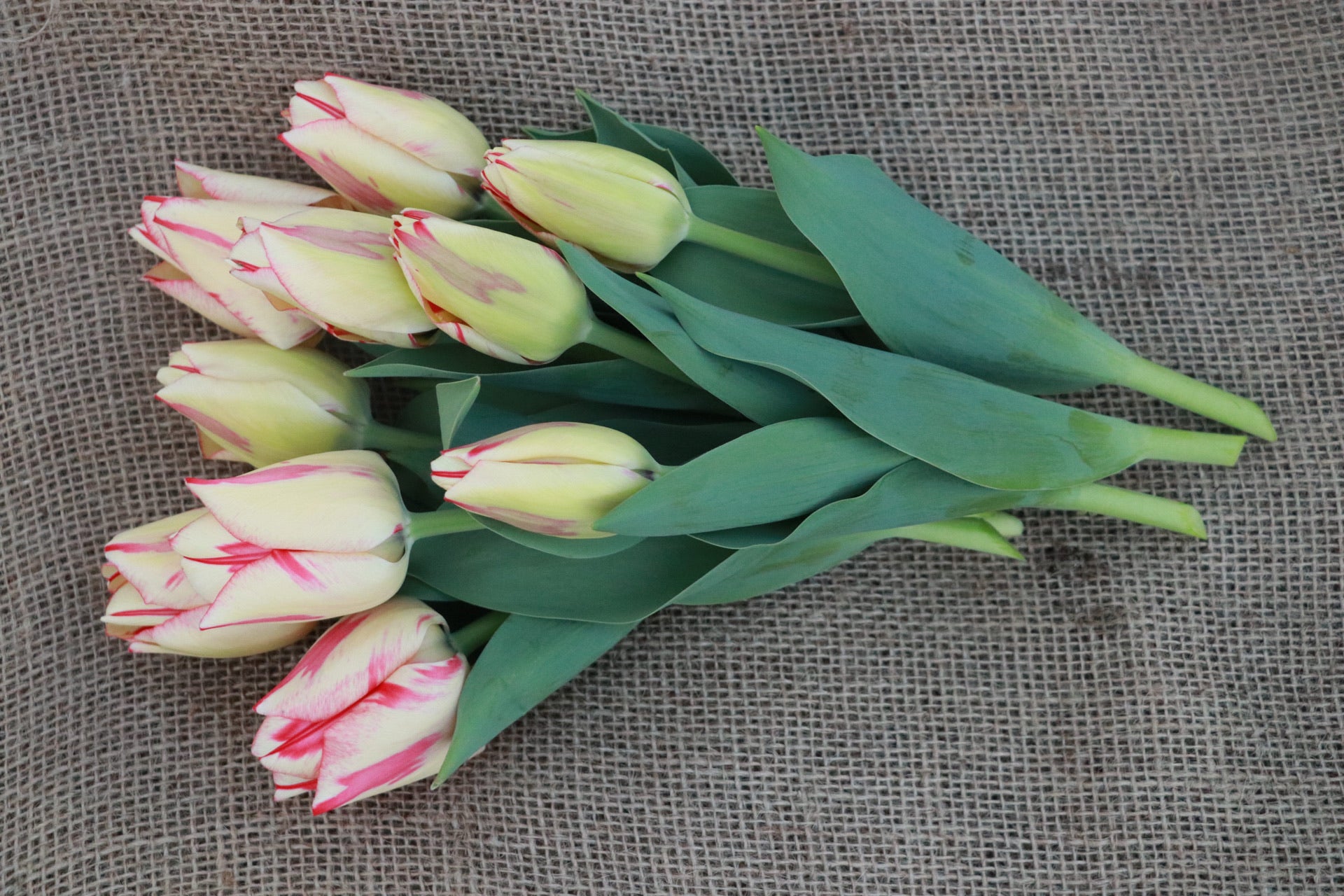 Tulip 'Spryng Break'