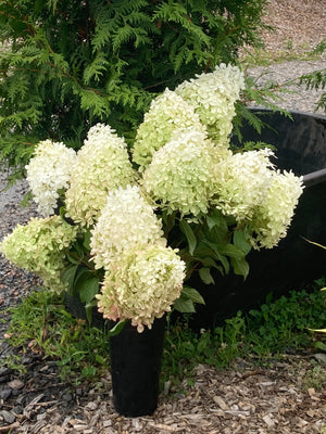Hydrangea paniculata 'Phantom'