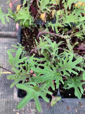 Kale 'Russian Red'