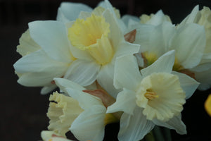 Narcissus 'Mount Hood'