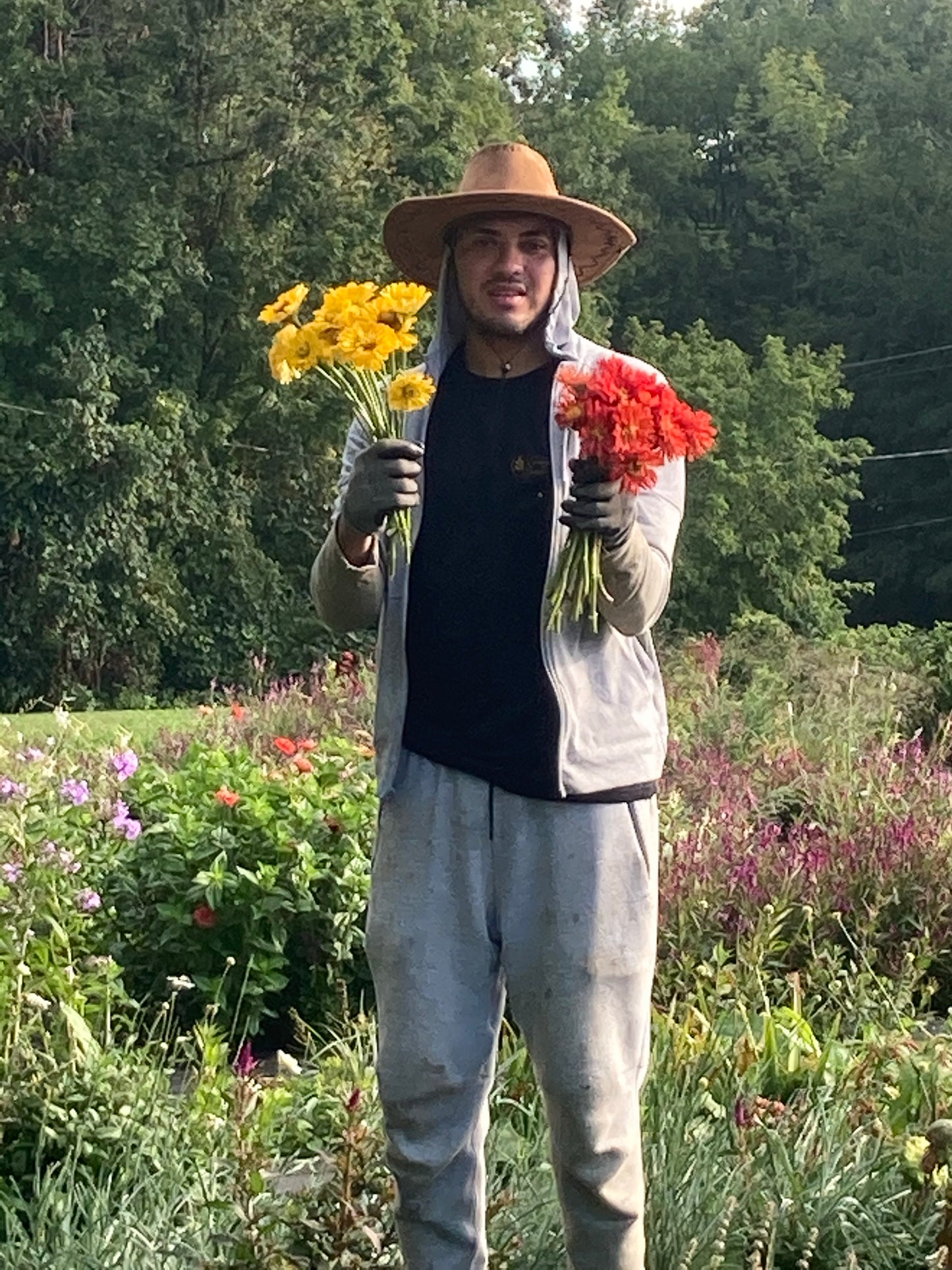 Zinnia Mix - customer choice