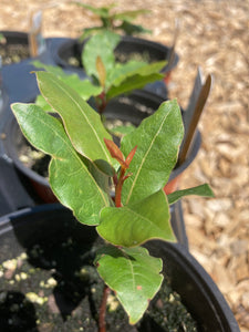 Bay Leaf