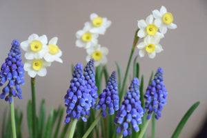 Muscari armeniacum 'grape hyacinth'