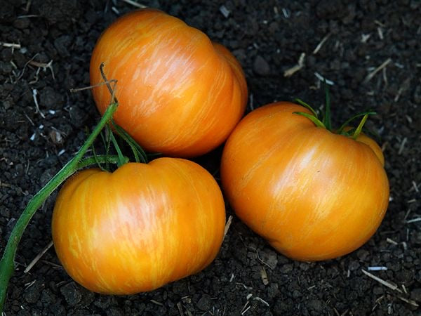 Tomato 'Orange Jazz'