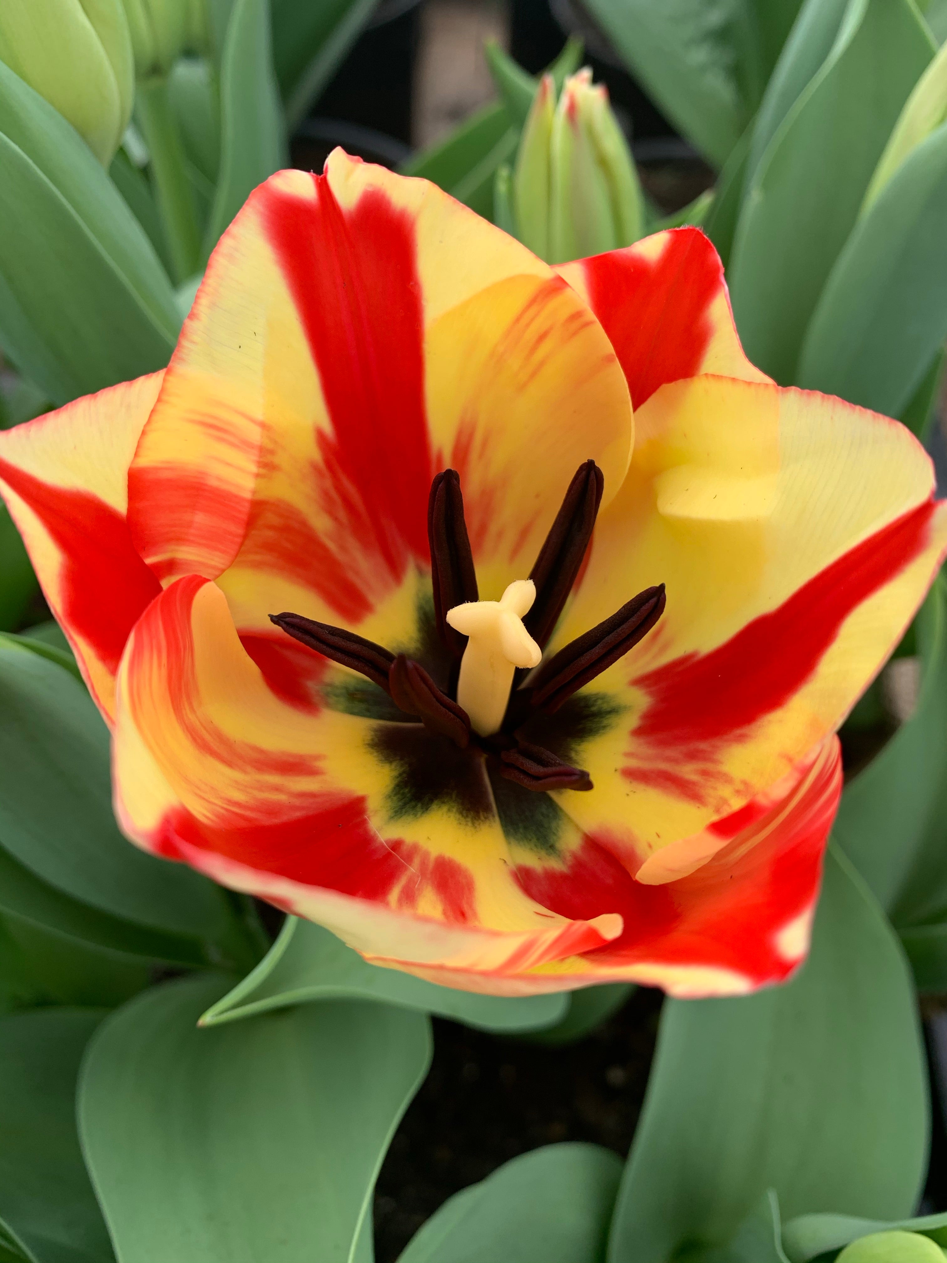 Tulip 'Spryng Break'