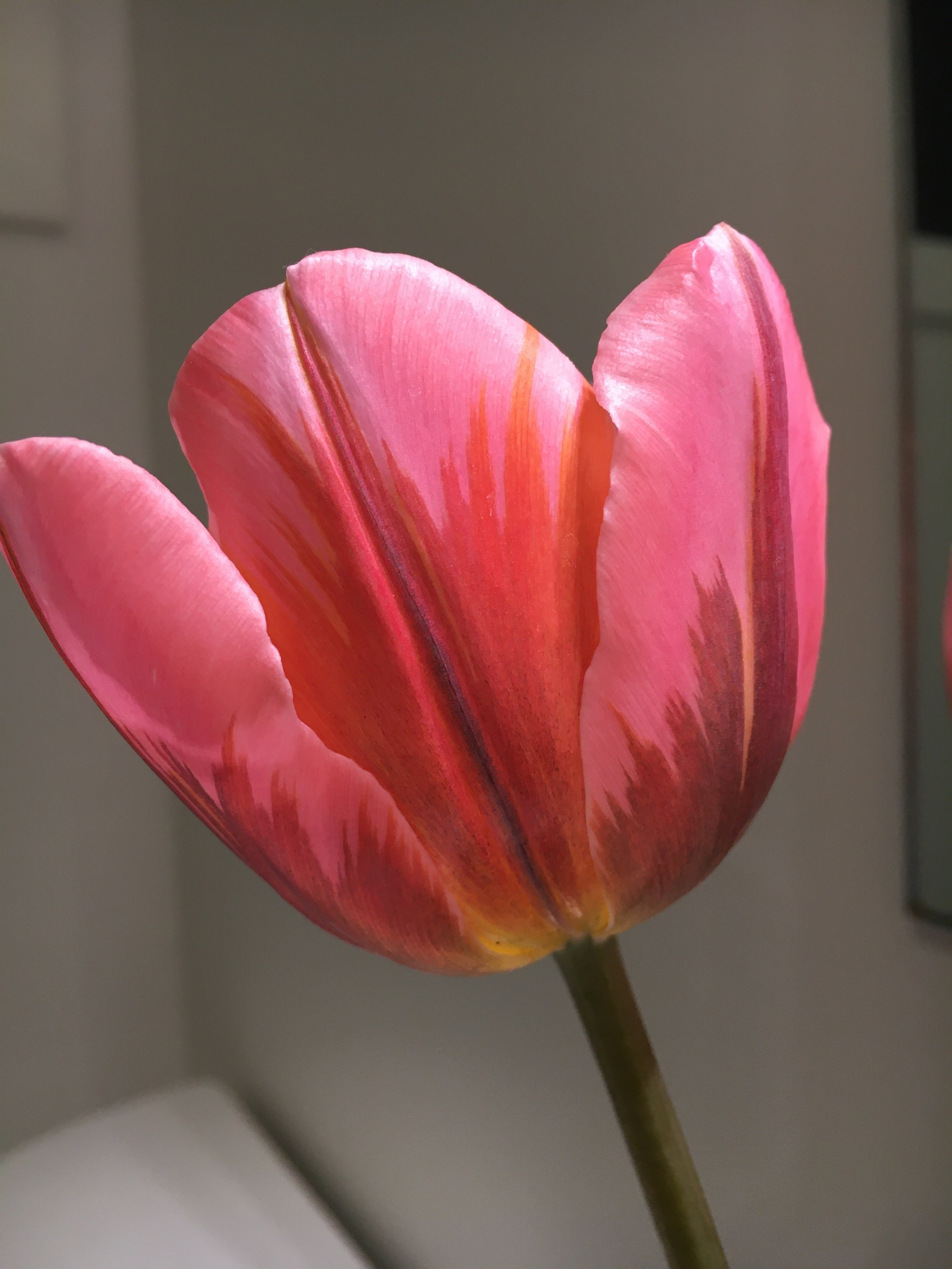 Tulip 'Pretty Princess'