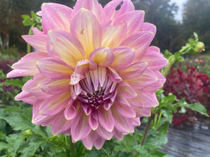 Dahlia muted purple  A22