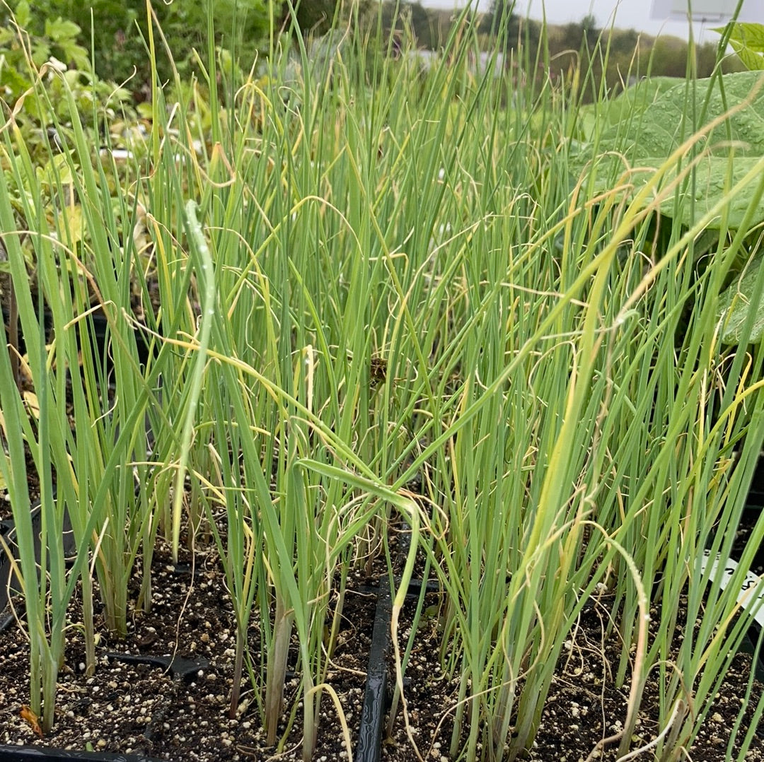 Leek 'Bulgarian Giant'