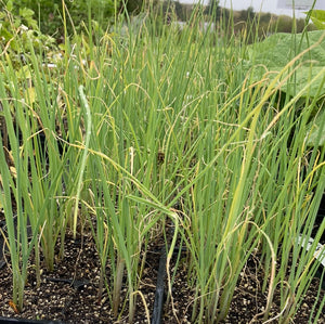 Leek 'Bulgarian Giant'