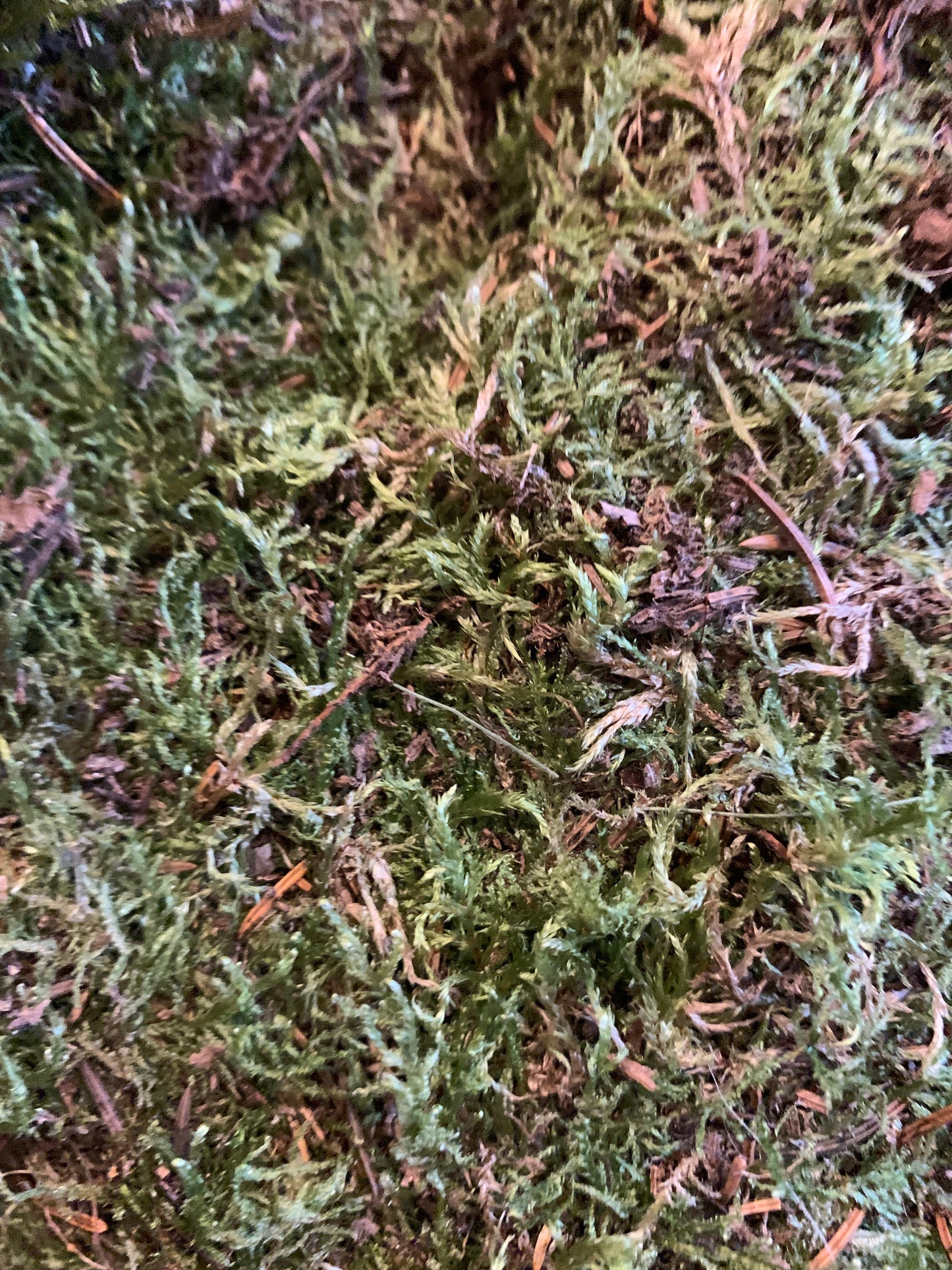 Dried Sheet Moss