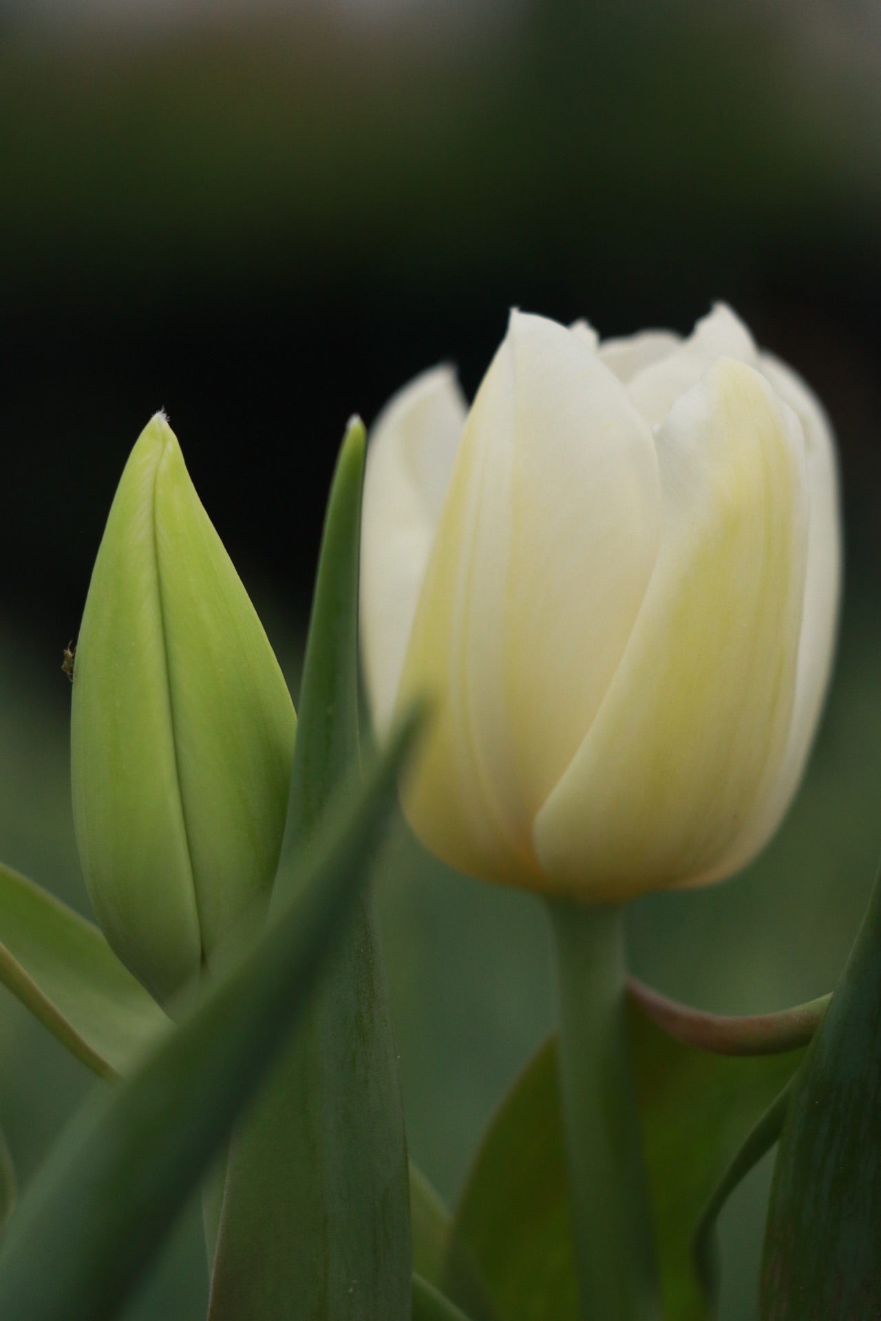 Tulip 'Catherina'