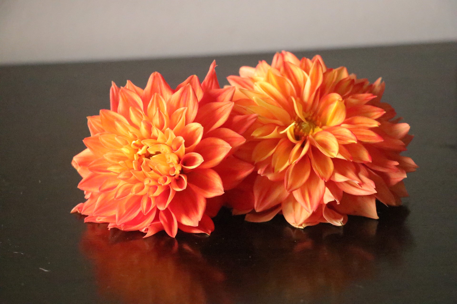 Dahlia Clear Orange A-2