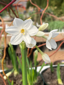 Paperwhite 'Ziva'