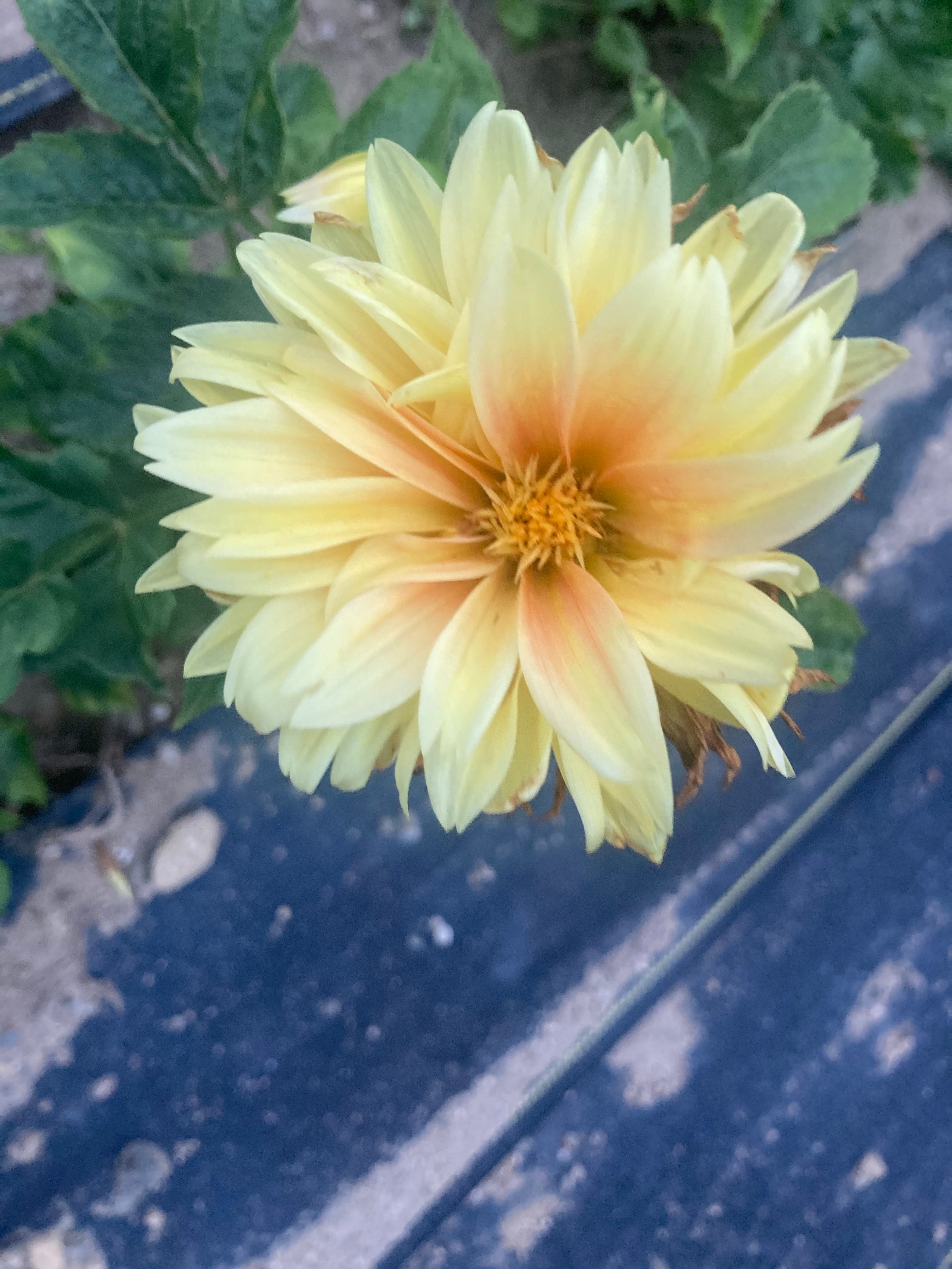 Dahlia mix