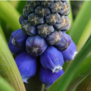 Muscari armeniacum 'grape hyacinth'