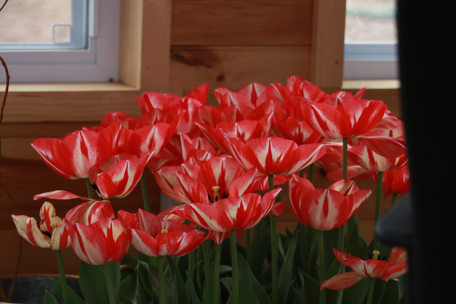 Tulip 'Spryng Break'